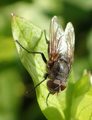 Réf. 200 696 : Pollenia sp.